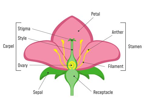 female flower organs figgerits|11.6: Flower Structure .